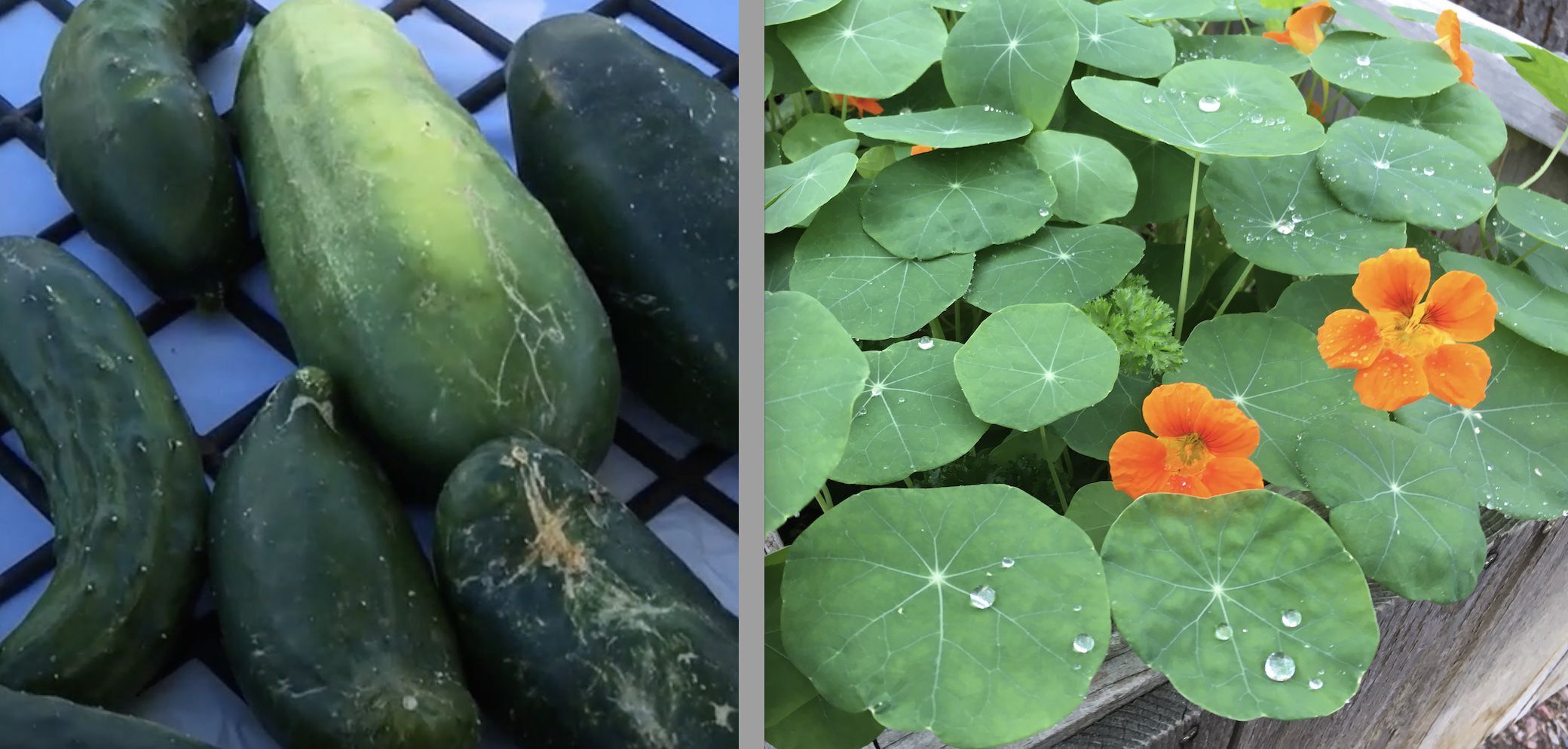 Cucumbers and Nasturtiums